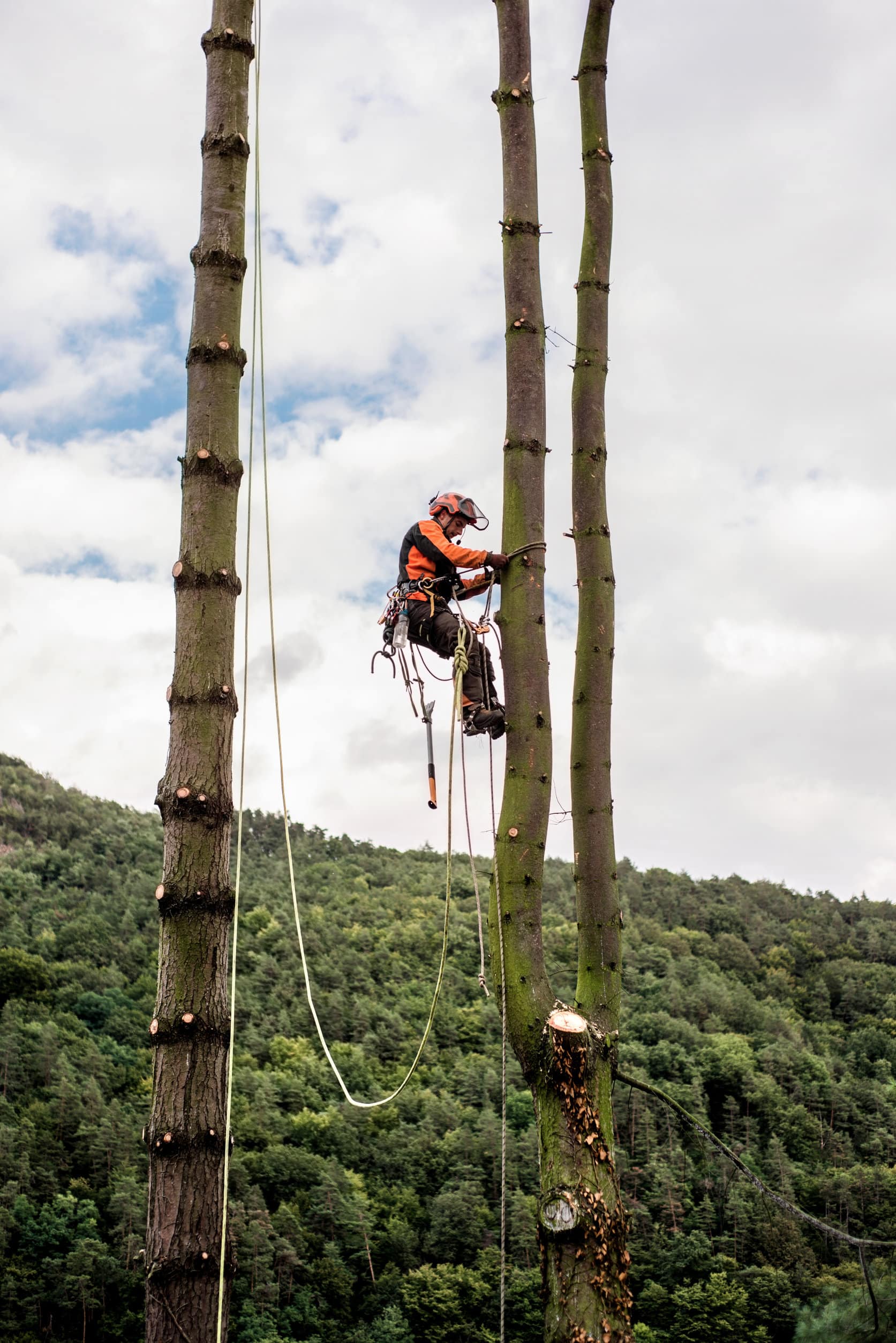 Arborist man with harness cutting a tree, climbing. Tennett Tree