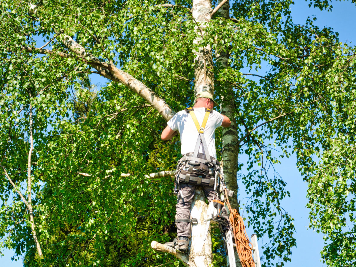 benefits-of-hiring-a-tree-service-near-you-tennett-tree-service-ct