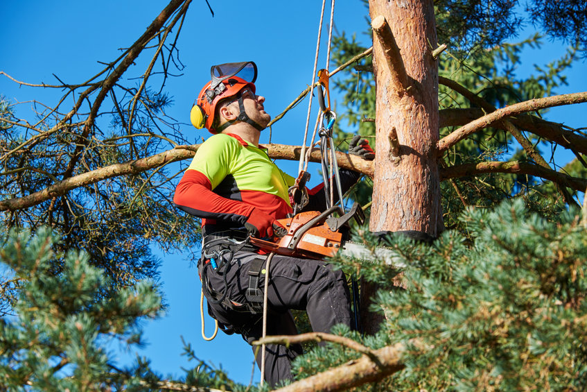tree cutting