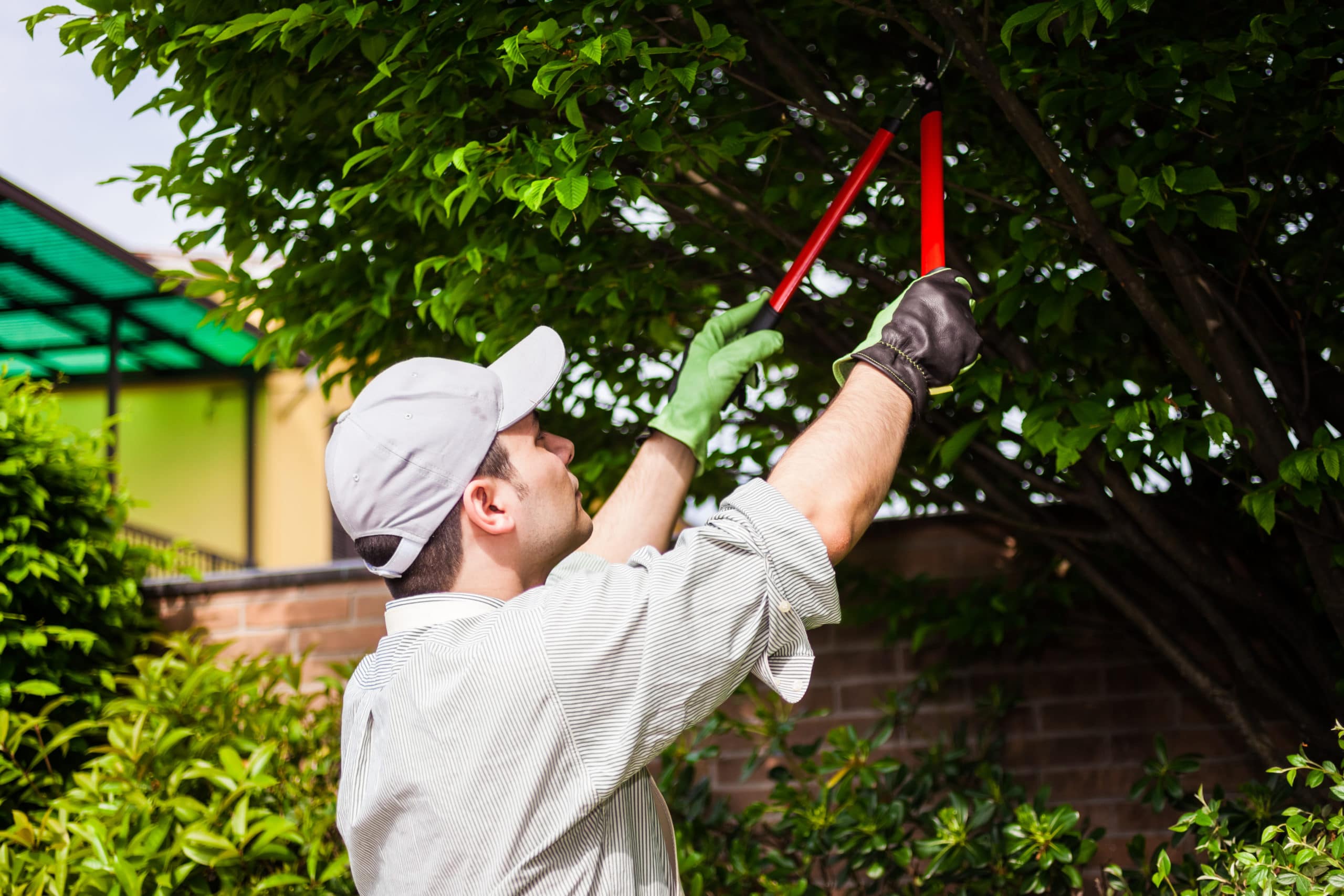 Benefits Of Tree Trimming TENNETT TREE SERVICE CT TREE REMOVAL NEAR ME