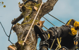 Why Certified Arborists Are the Key to Effective Tree Maintenance and Cabling_