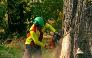 How TENNETT TREE Keeps Your Property Safe _ Healthy_ Tree Maintenance Services in Connecticut_
