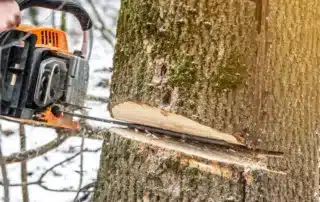 Tree Removal Services Near Me_ Why Homeowners in Connecticut Trust Tennett Tree_
