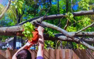 Top 7 Signs You Need Emergency Tree Removal or Tree Trimming Near You in Connecticut