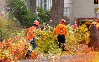 Top Signs Its Time to Remove a Tree from Your Property