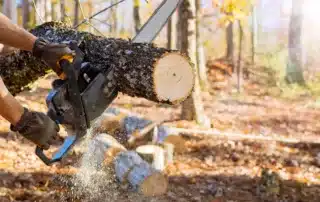 End-of-Summer Tree Care_ Preparing Your Trees for Fall