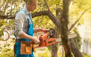 Storm-Proofing Your Trees_ Essential Tips for Connecticut Homeowners