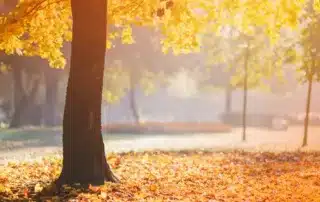 Fall Tree Health Check_ Ensuring Your Trees Thrive Through Winter