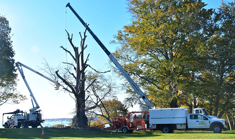 commercial tree service