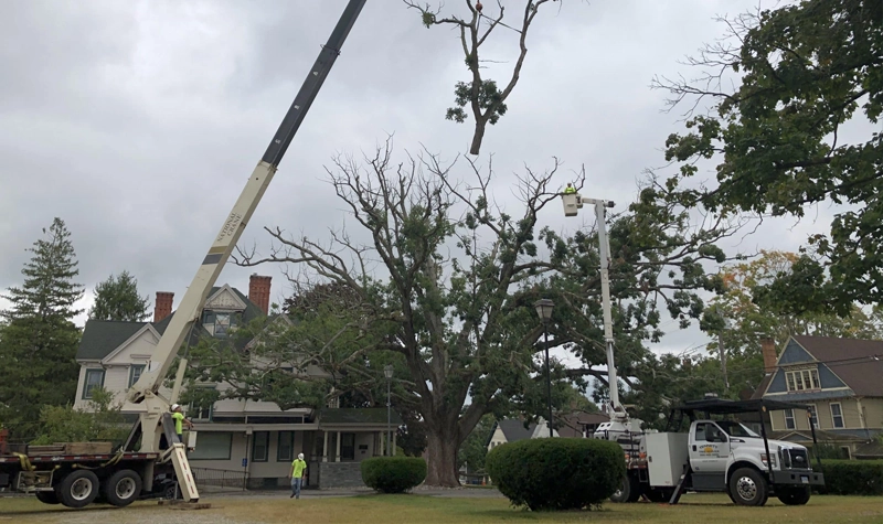 residential tree service
